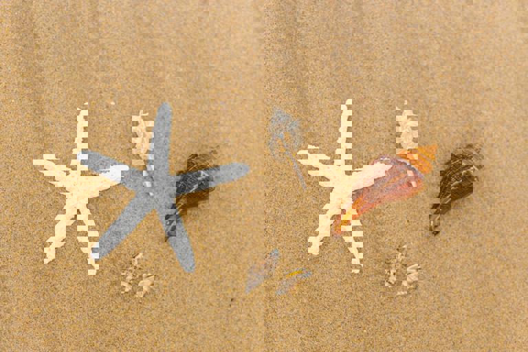 Record-Setting Tide Washes Rare Seashells Onto Sandbanks Beach